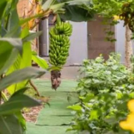 Twin In The Greenhouse Close To Mountains And Surf Paradise Campsite *